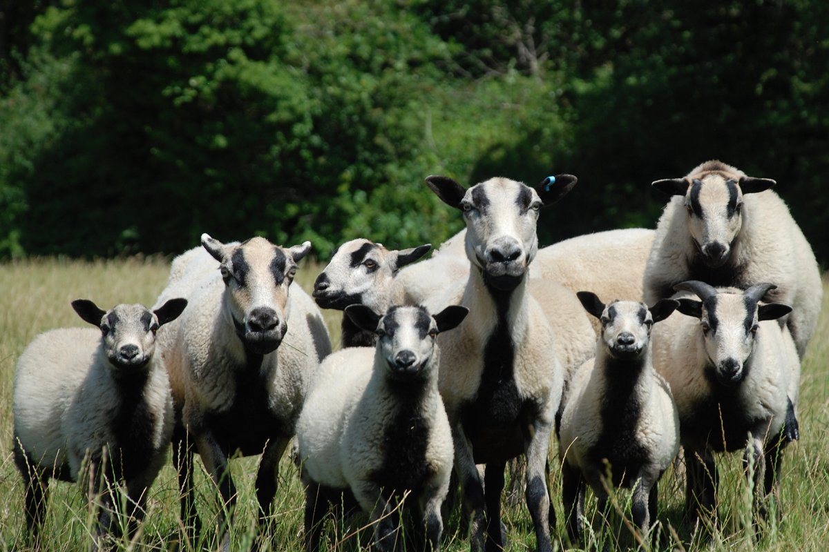 Group of sheep standing in a grassy field with trees in the background