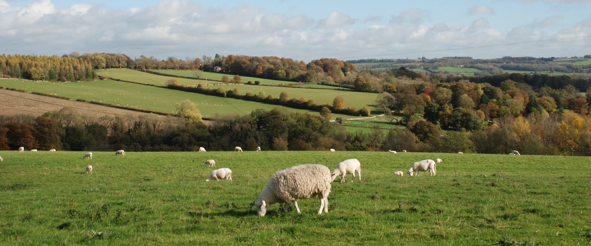 Sheep grazing in a green field with a scenic landscape of trees and fields.