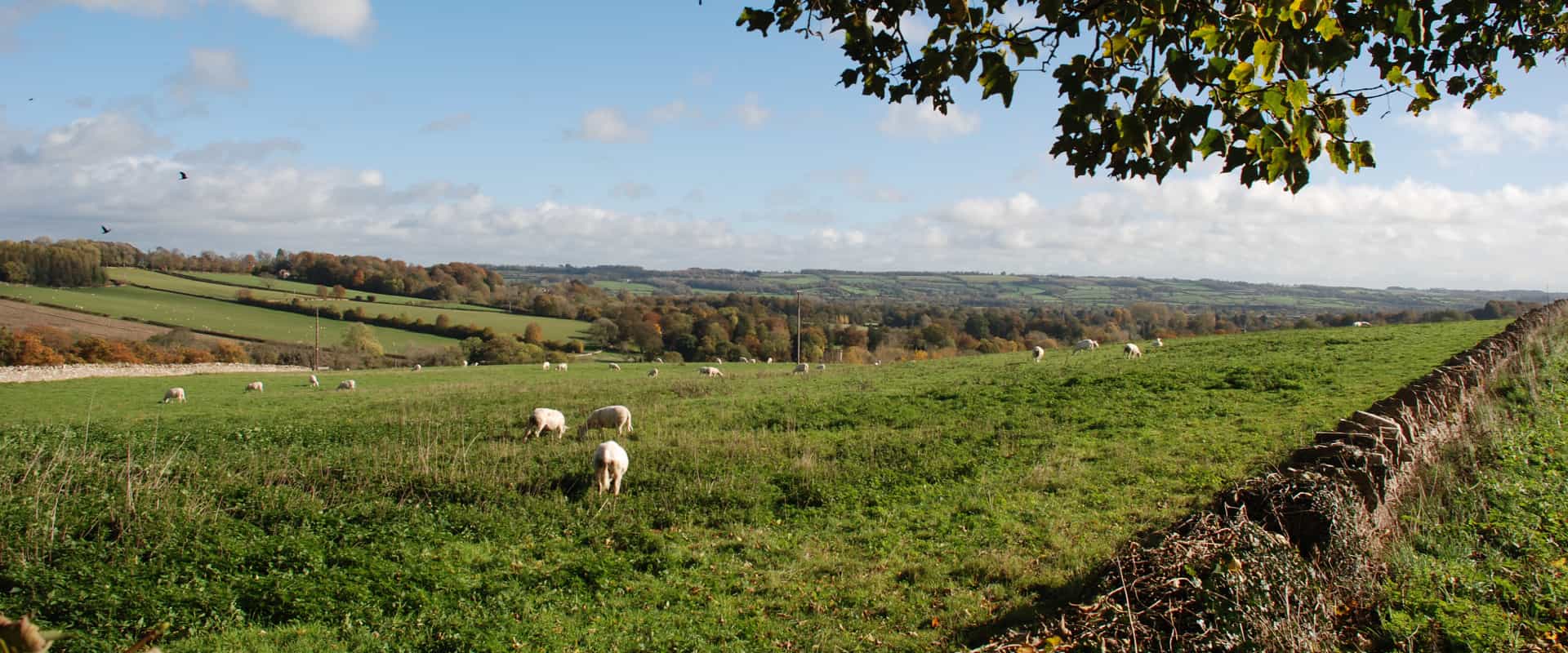 Sheep grazing in a green field with a stone wall and trees in the background