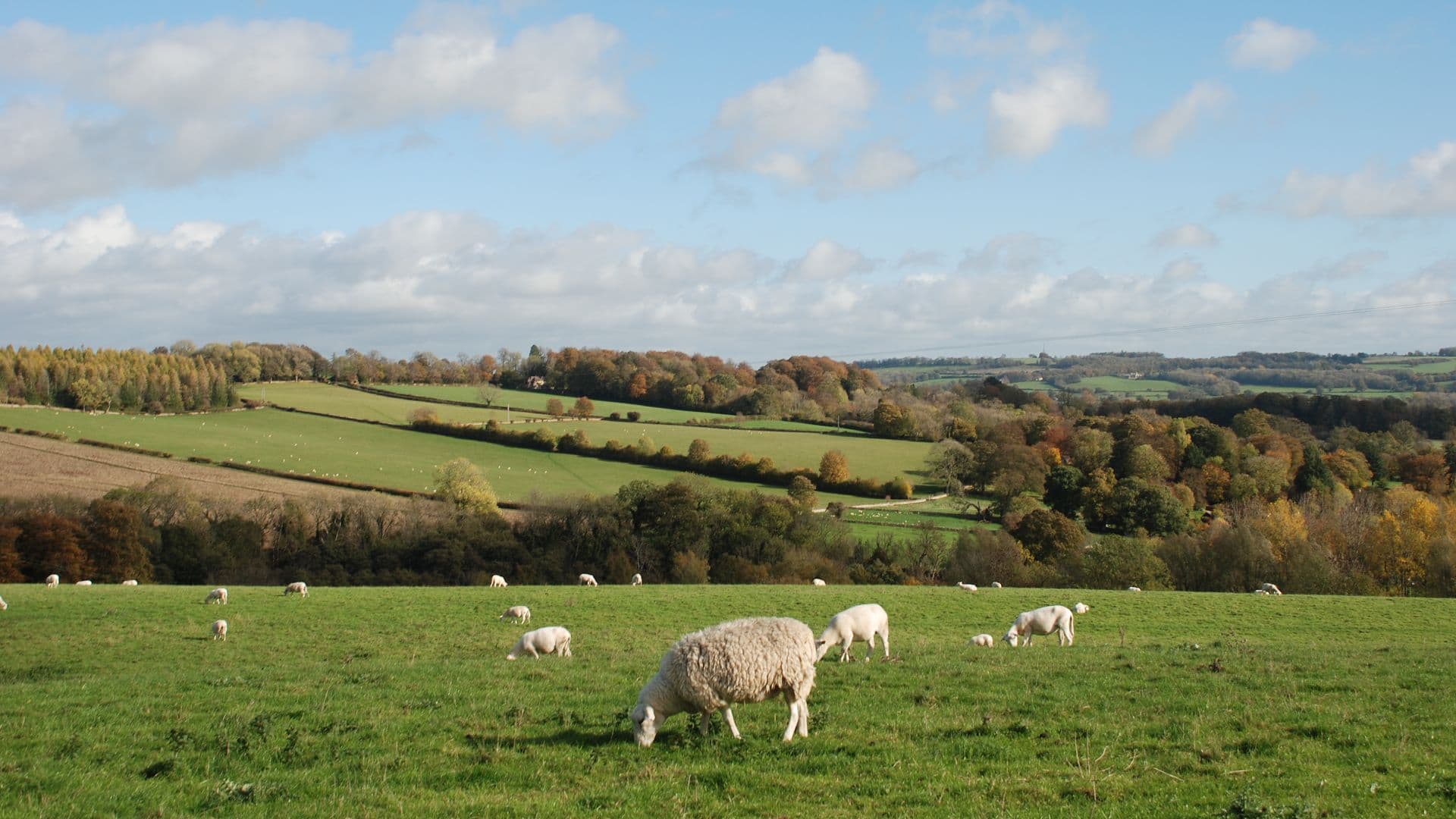 Cotswold landscape of sheep grazing in a green field with trees, rolling hills and blue sky in the background