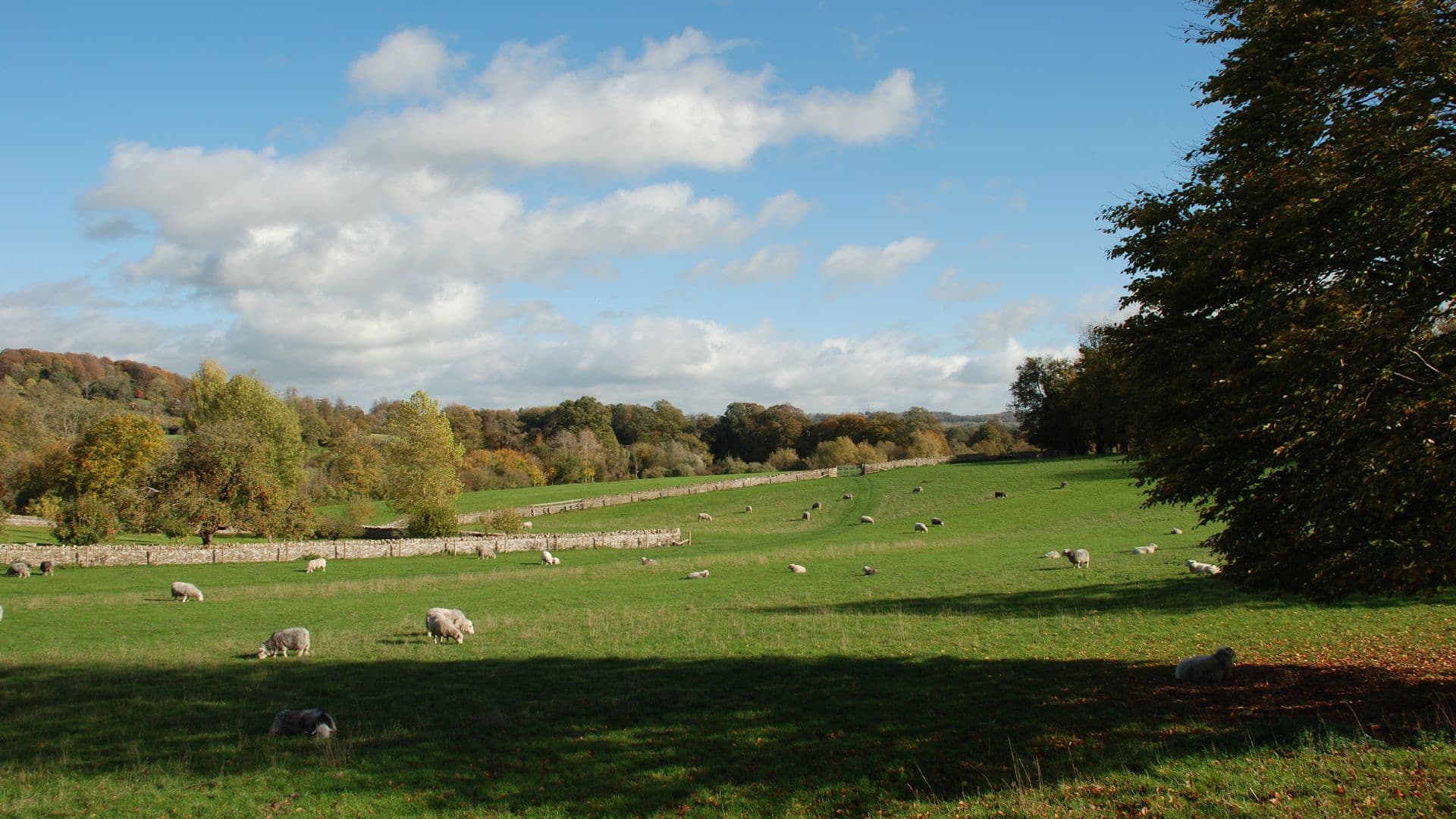 Cotswolds landscape of sheep grazing in a green field with trees and a blue sky.