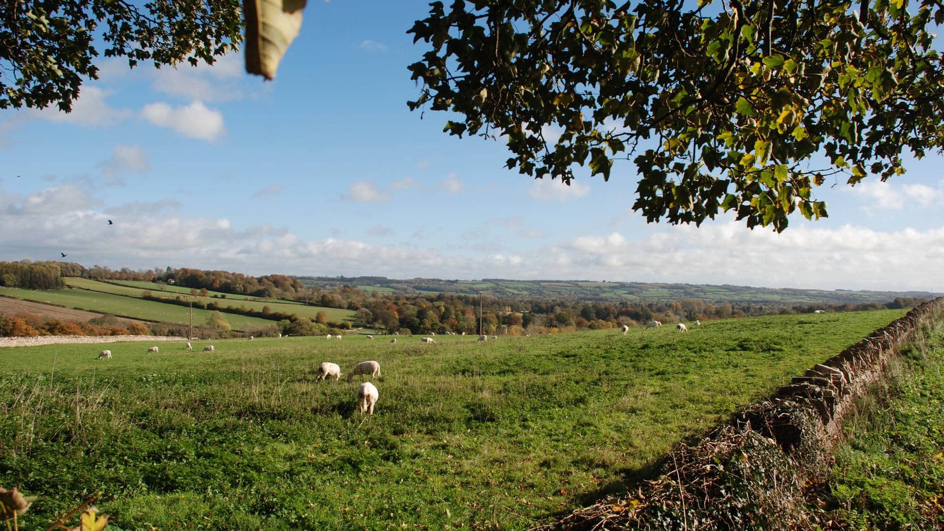 Cotswolds landscape of 
sheep grazing in a green field with a Cotswold stone wall rolling hills and trees on a clear day.