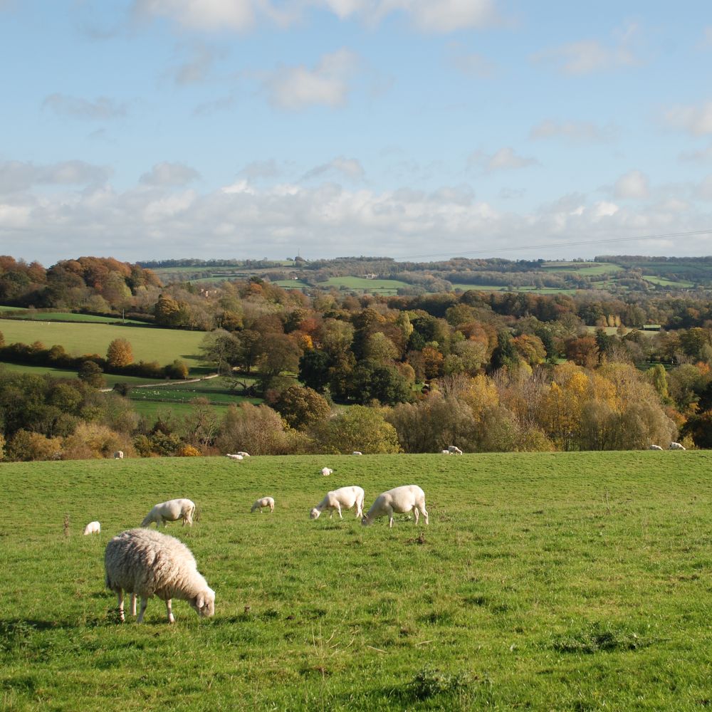 Sheep in a field with rolling green hills in the background
