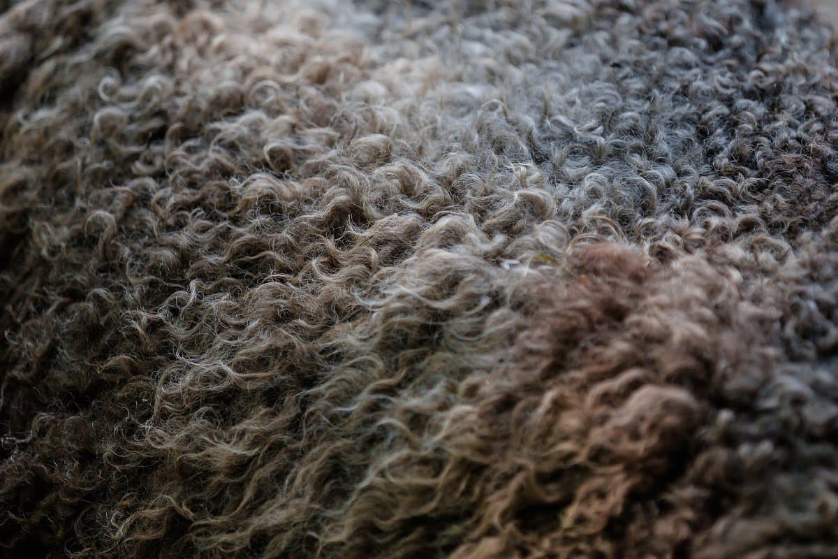 Close-up of raw wool with a gradient of brown and grey tones.