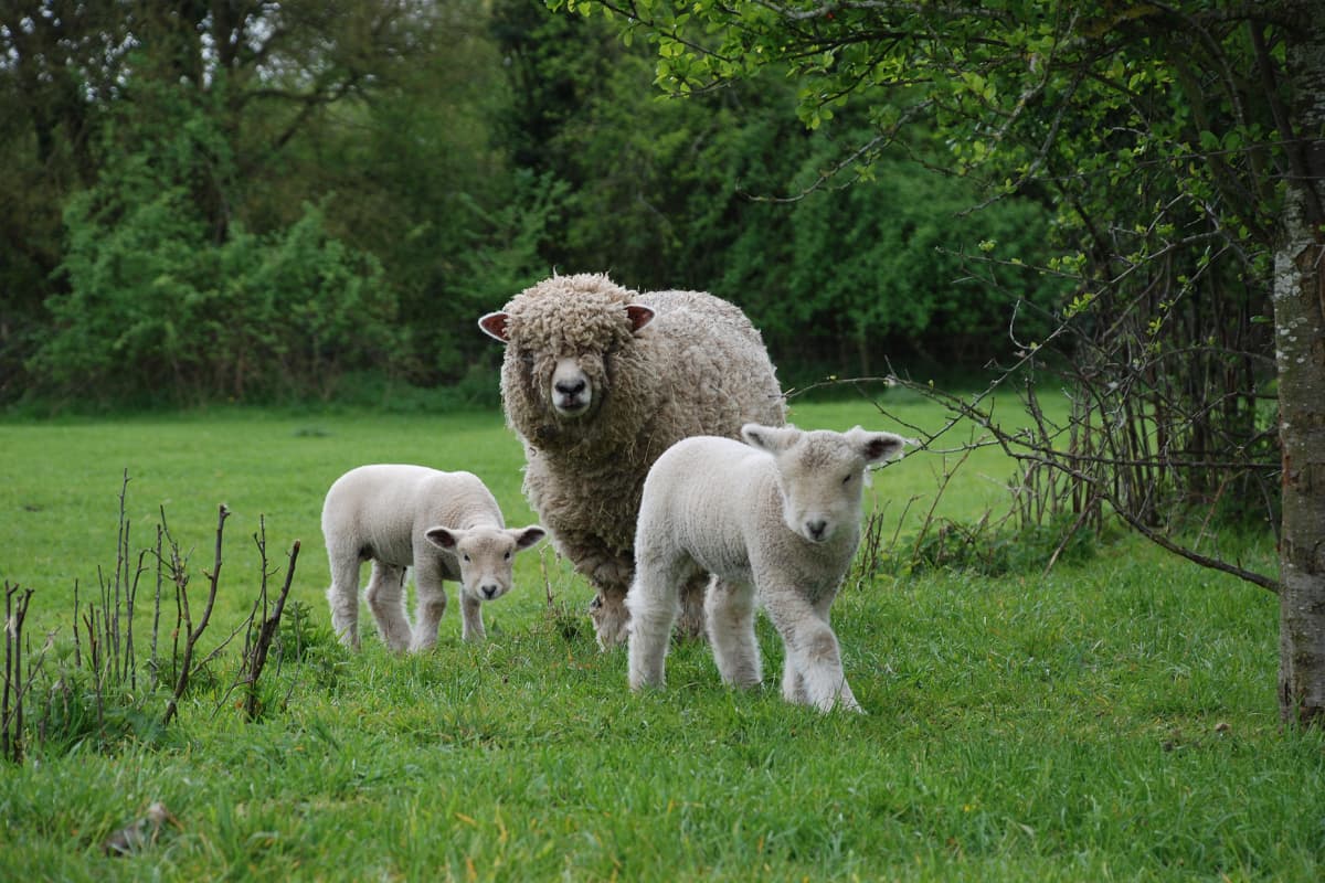 Explore British Wool - Native and International Sheep Breeds – Cotswold ...