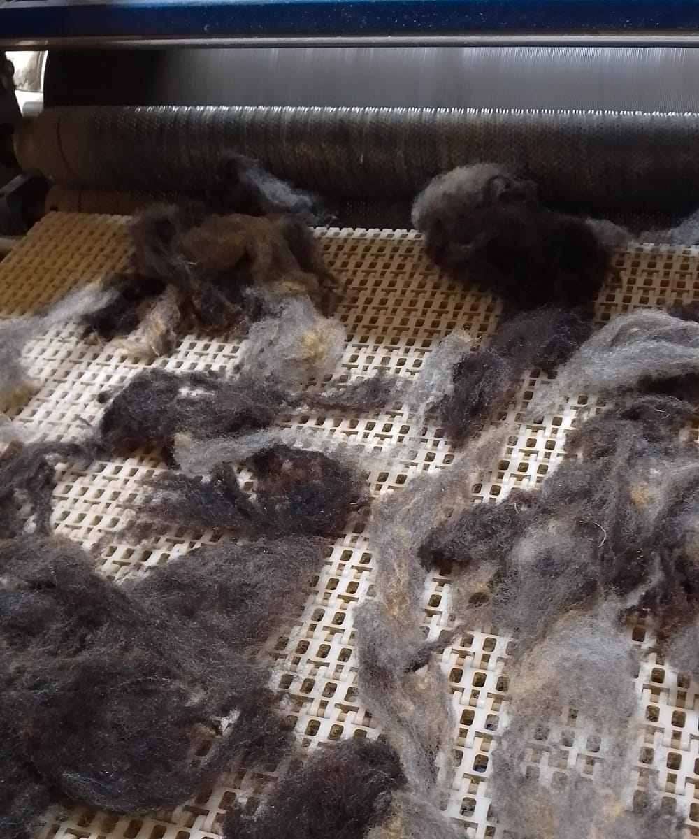 Washed raw fleece scoured and dried on a perforated belt