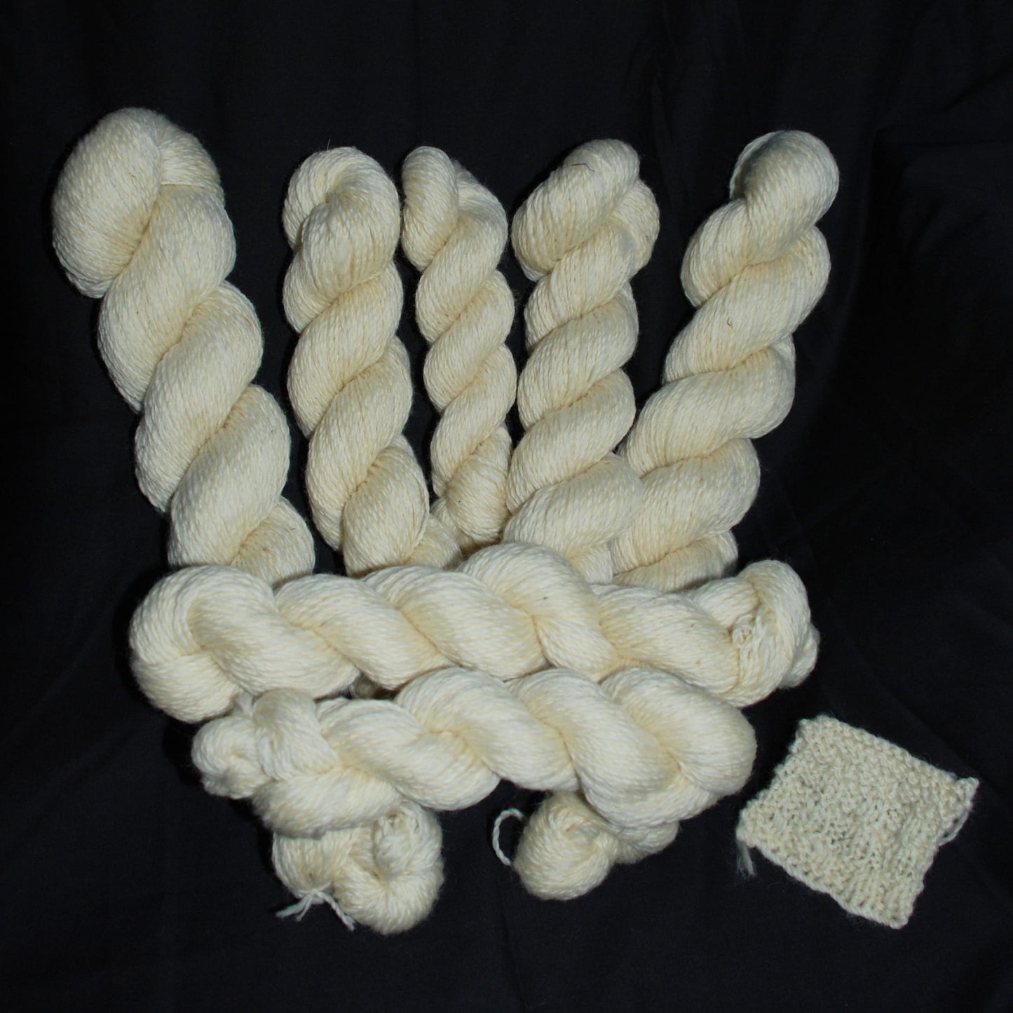 Natutal white Texel wool skeins arranged in a fan shape on a black background