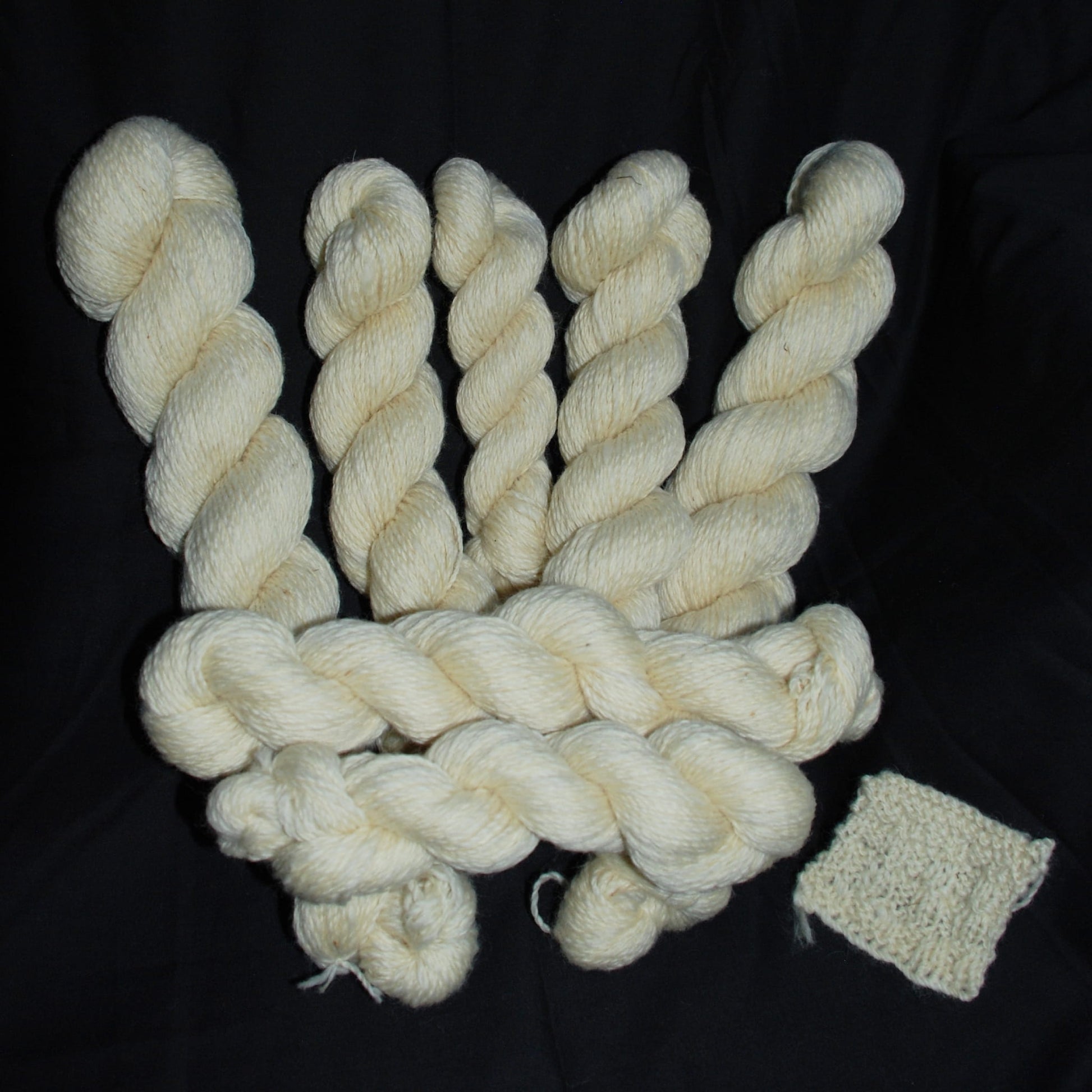 Natutal white Texel wool skeins arranged in a fan shape on a black background